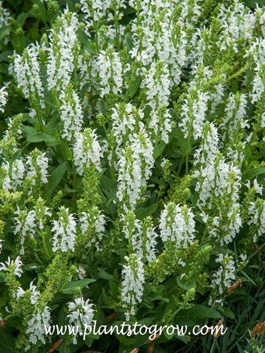Snow Hill Salvia (Salvia x sylvestris)